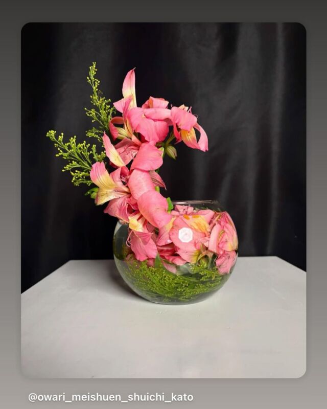 6月6日はいけばなの日でした。
今年の花材である「アルストロメリア」を使ったいけばな作品をご紹介させていただきます。

Post by @owari_meishuen_shuichi_kato
#repost #リポスト
・・・

６月６日はいけばなの日
名古屋からアルストロメリアのシャチホコ
花言葉は「未来へのあこがれ」

#佳紅流
#いけばなの日2025
#日本いけばな芸術協会
#いけばな
#大阪関西万博
#ミャクミャク
#EXPO2025