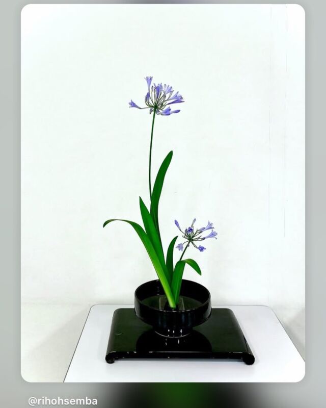 Instagram | 公益財団法人日本いけばな芸術協会