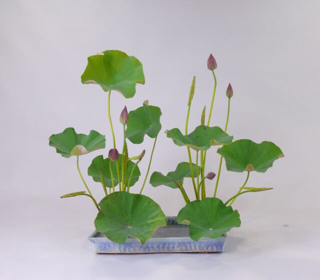 Photo Gallery | Japan Ikebana Art Association